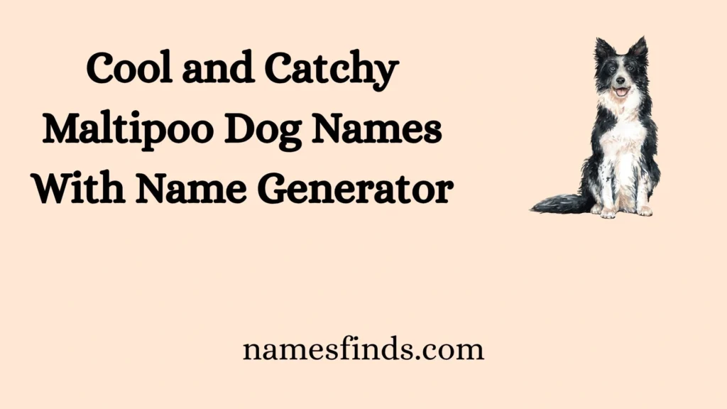 Cool and Catchy Maltipoo Dog Names With Name Generator