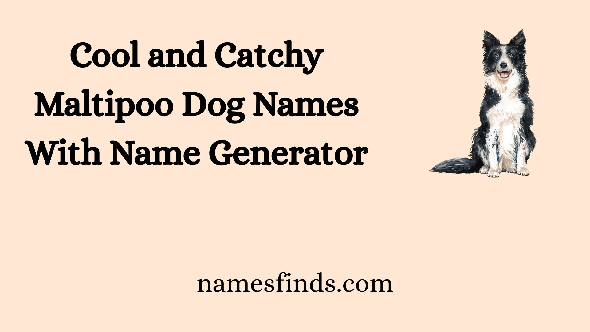 Cool and Catchy Maltipoo Dog Names With Name Generator